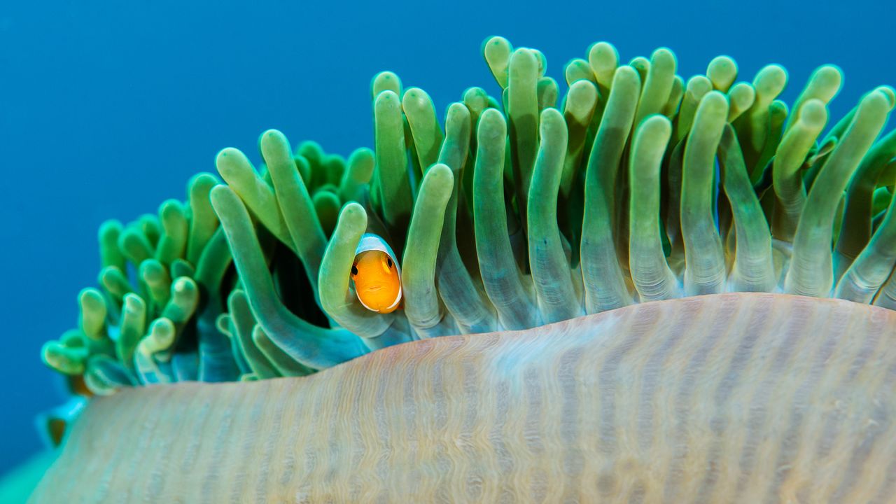 Pez payaso en una anémona de mar, islas Raja Ampat, Indonesia