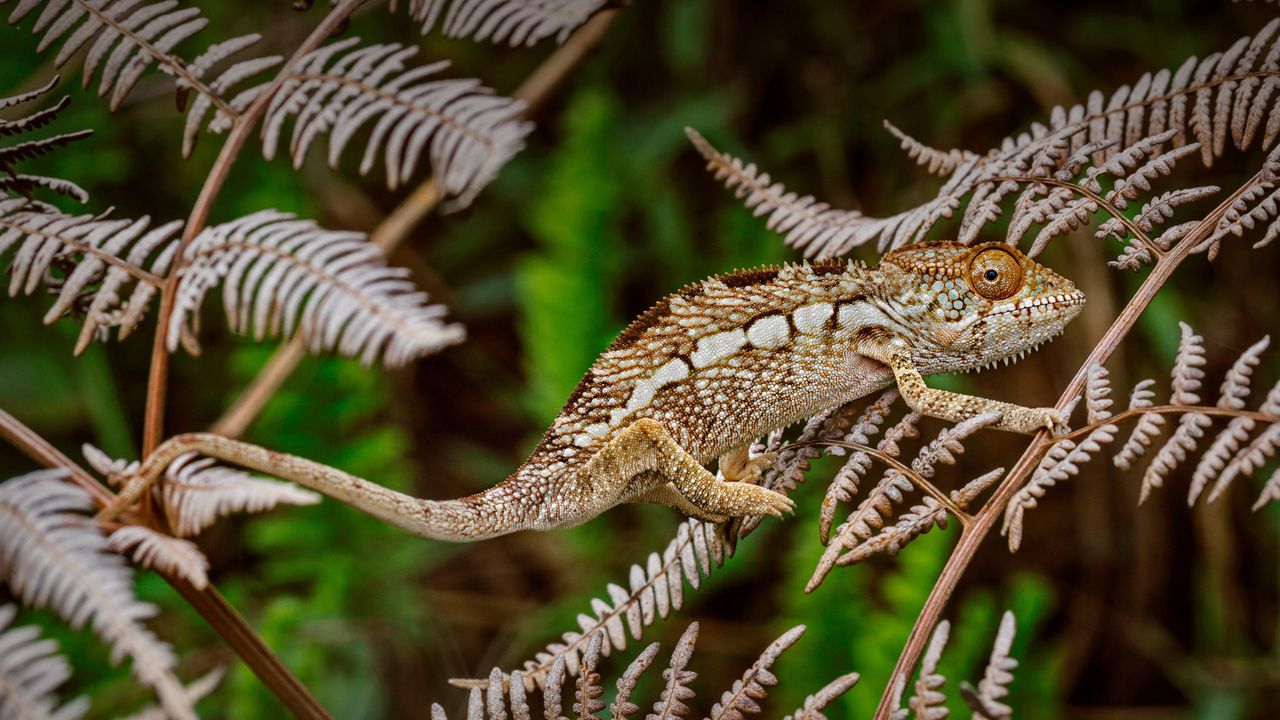 Camaleonte pantera nel Parco Nazionale della Montagna d'Ambra, Madagascar
