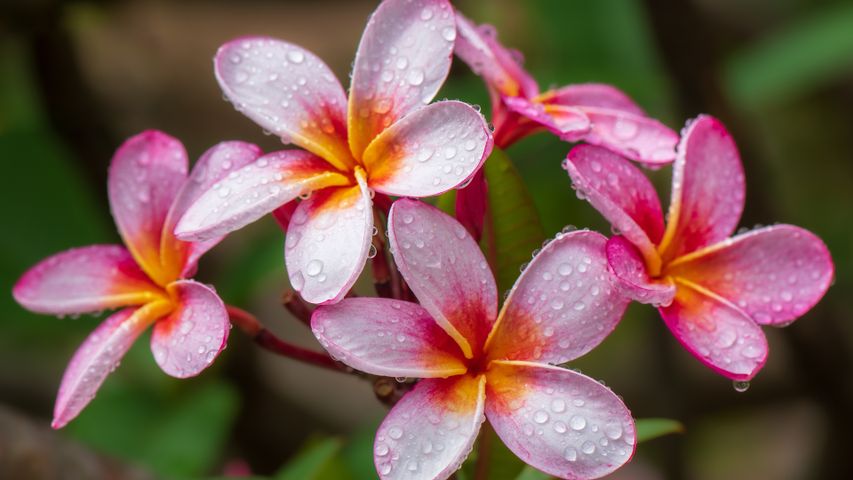 Plumeria flowers, Hawaii, United States
