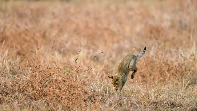 Jungle cat hunting somewhere in India