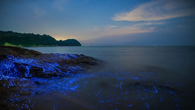 Luciérnagas de mar en la costa de Okayama, Japón