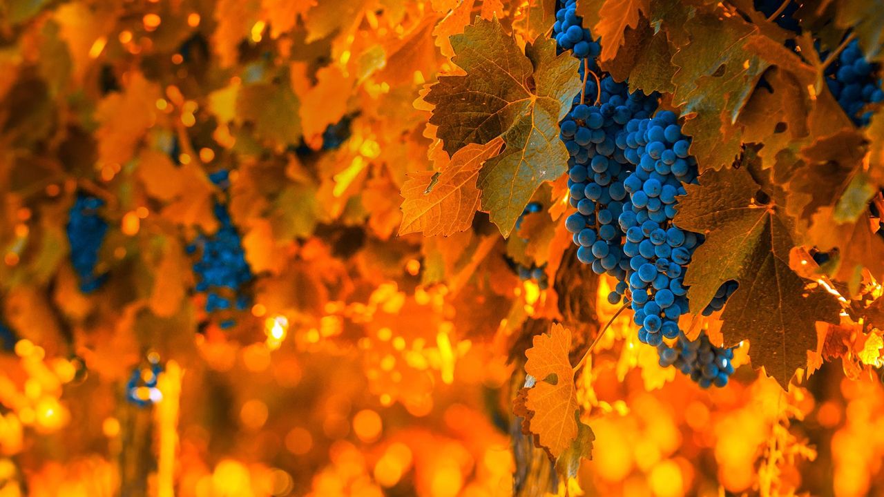 Grapes on the vine in Mendoza, Argentina, for the National Grape Harvest Festival