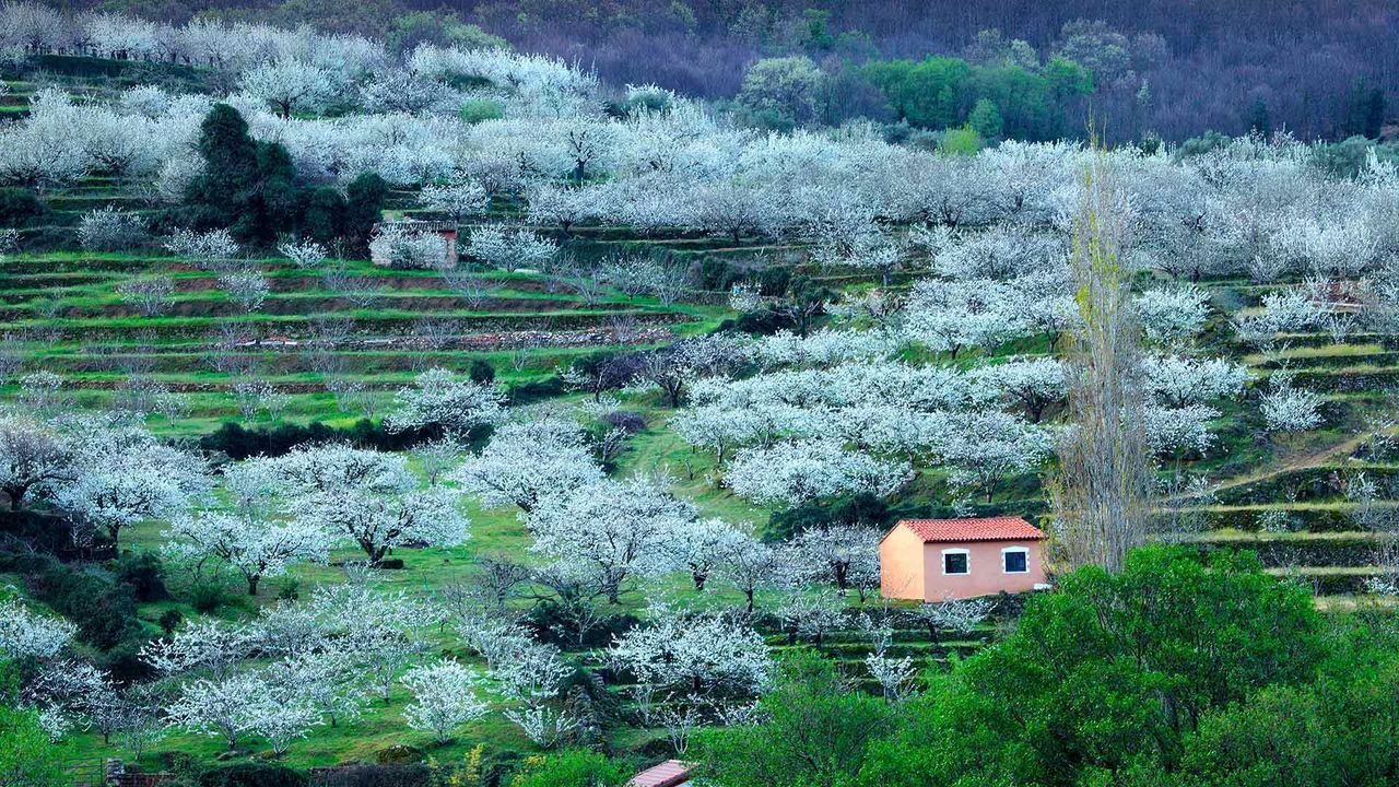 Blooming cherry trees in the Jerte Valley, province of Cáceres, Spain