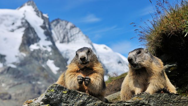 Alpenmurmeltiere, Nationalpark Hohe Tauern, Österreich