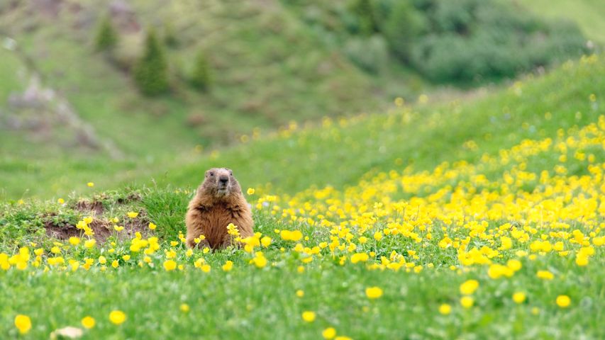 Marmot peeking out of its burrow