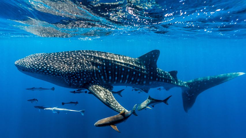 Requin-baleine, récif de Ningaloo, Australie occidentale