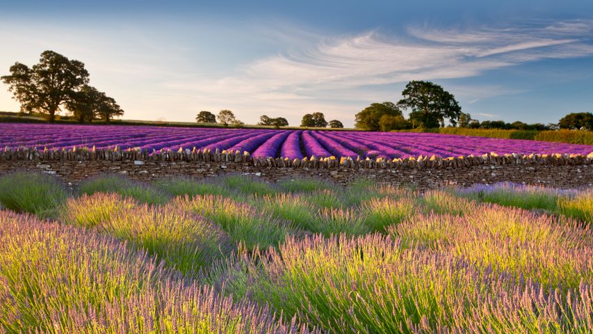 Field of lavender, Somerset, England