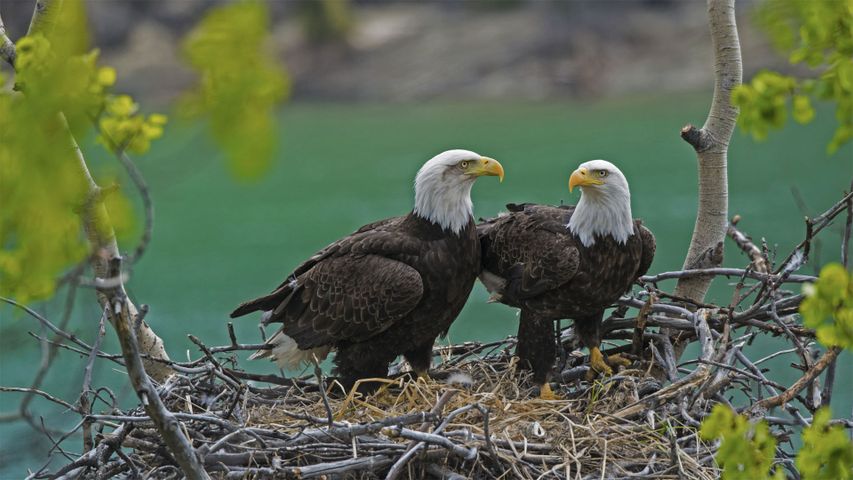 Bald eagle pair with a chick in their nest near the Yukon River, Yukon, Canada