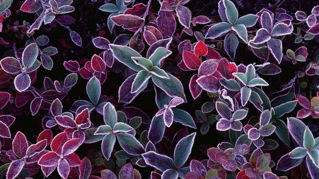 Frost on blueberry plants, New Brunswick, Canada