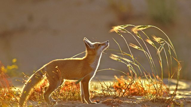 Red fox