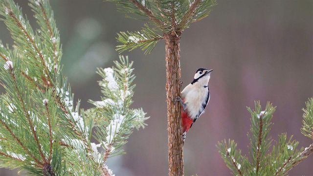Great spotted woodpecker on Scots pine tree, Glenfeshie, Cairngorms National Park.