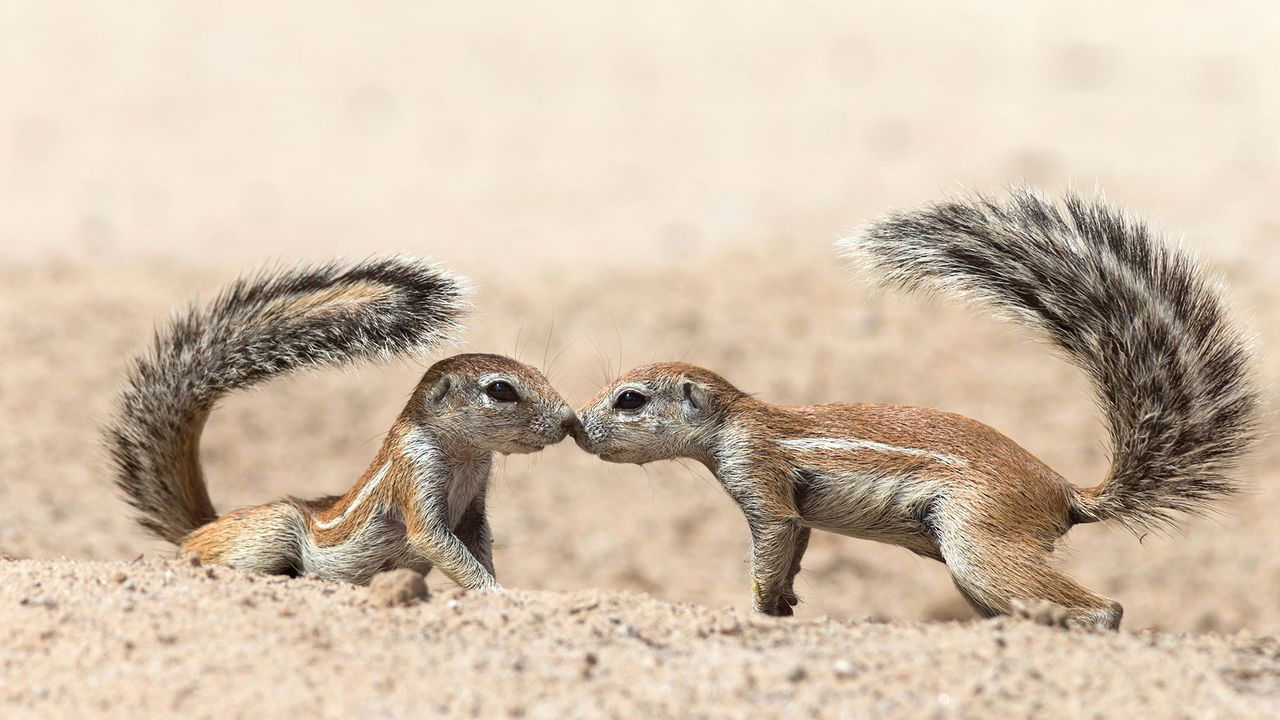 Écureuils terrestres se saluant, dans le parc transfrontalier de Kgalagadi, Cap-Nord, Afrique du Sud