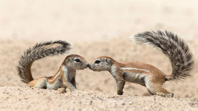 Écureuils terrestres se saluant, dans le parc transfrontalier de Kgalagadi, Cap-Nord, Afrique du Sud