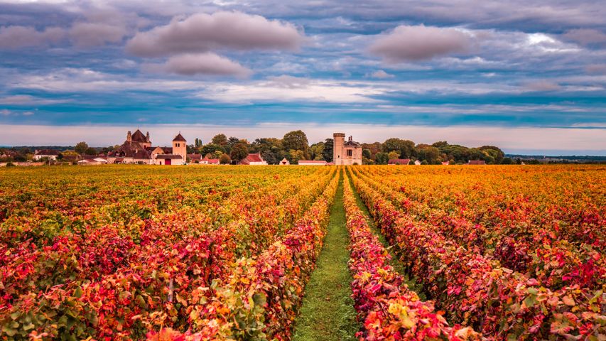 Vignes en automne, Bourgogne