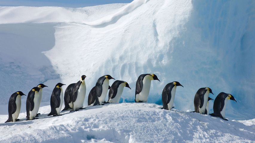 ｢コウテイペンギンの隊列｣南極, スノー・ヒル島