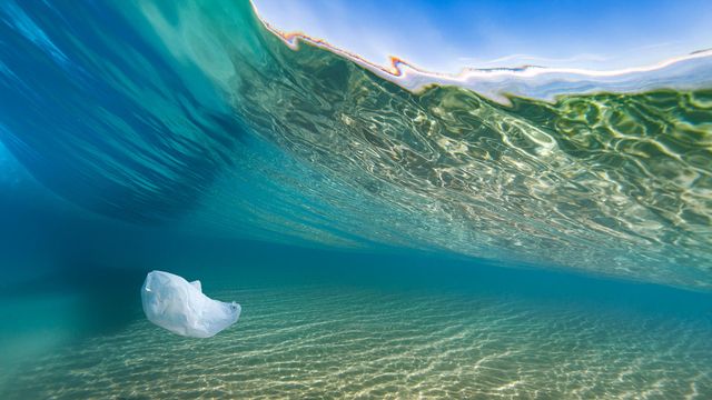 A plastic bag hovers underneath a breaking wave at the beach