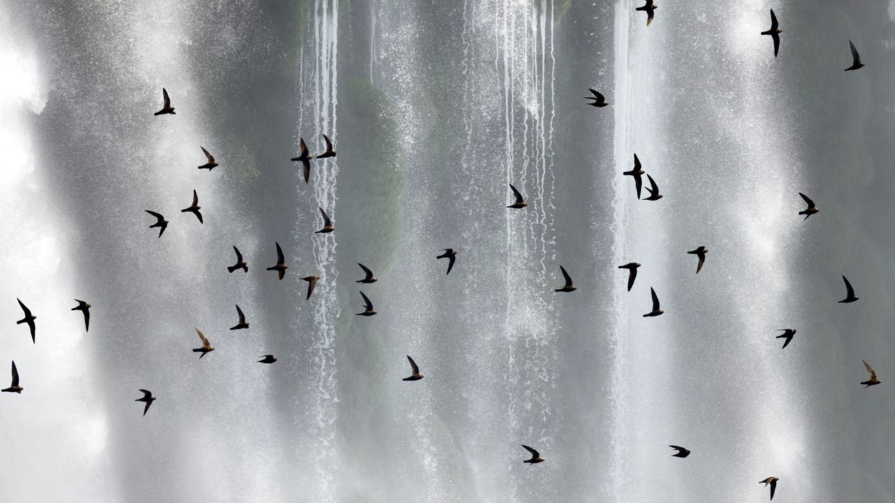 Bando de andorinhões-velhos (Cypseloides senex) em frente às Cataratas do Iguaçu, Paraná