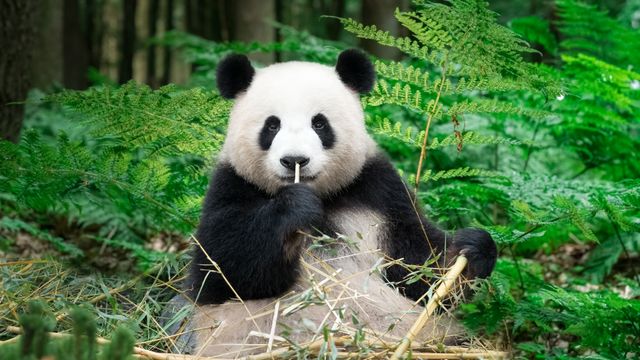 Großer Panda beim Bambusfressen, China