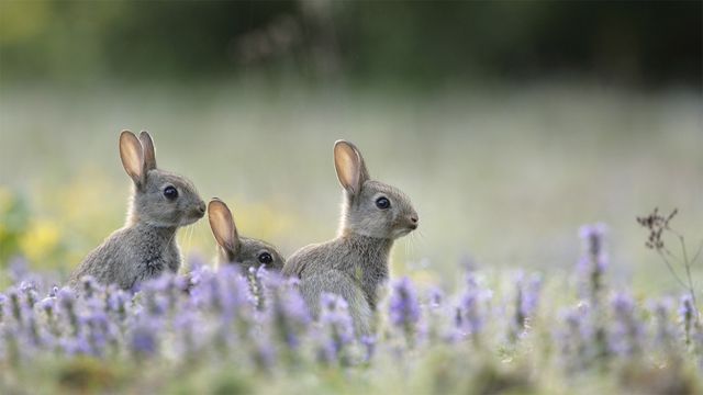 Junge Wildkaninchen