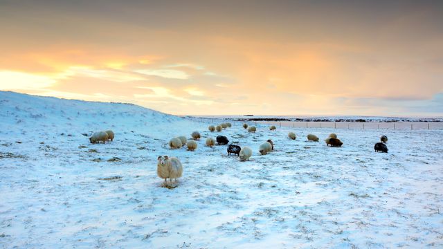 Pecore al pascolo nella neve, Islanda