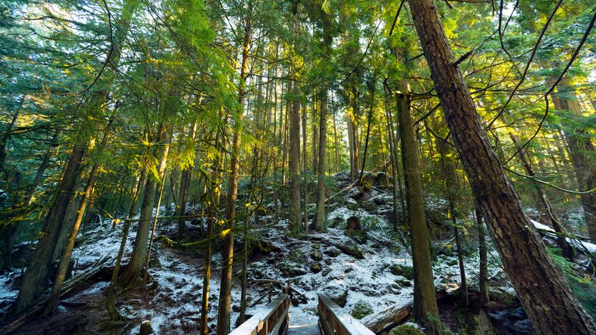Rainforest trails along Cypress Creek, West Vancouver, BC