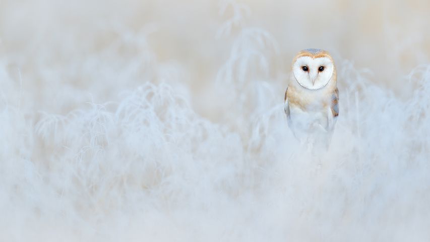 Barn owl, England