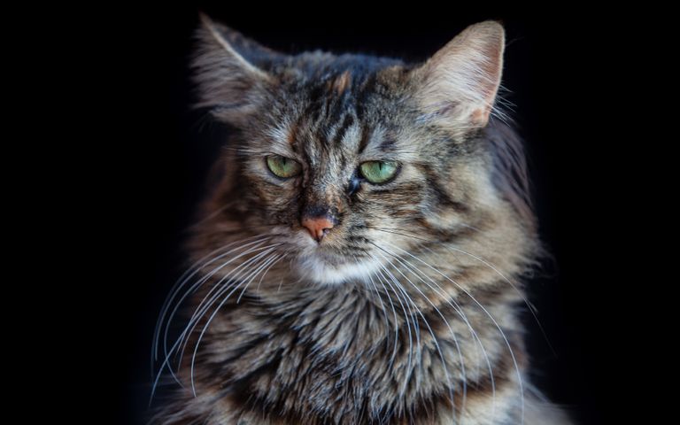 Cat Expressions Windows 10 Theme