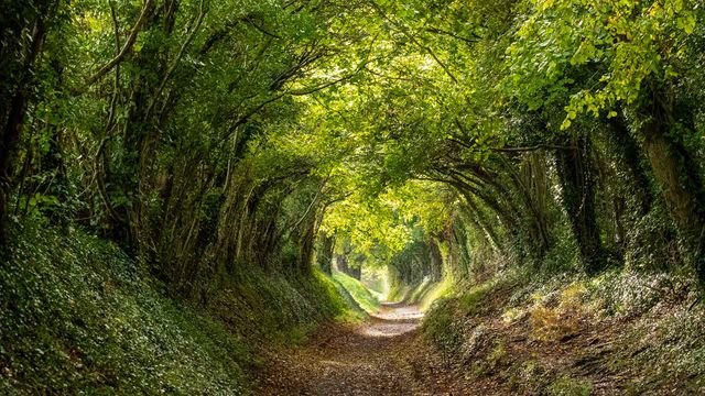 Halnaker tree tunnel near Chichester, West Sussex