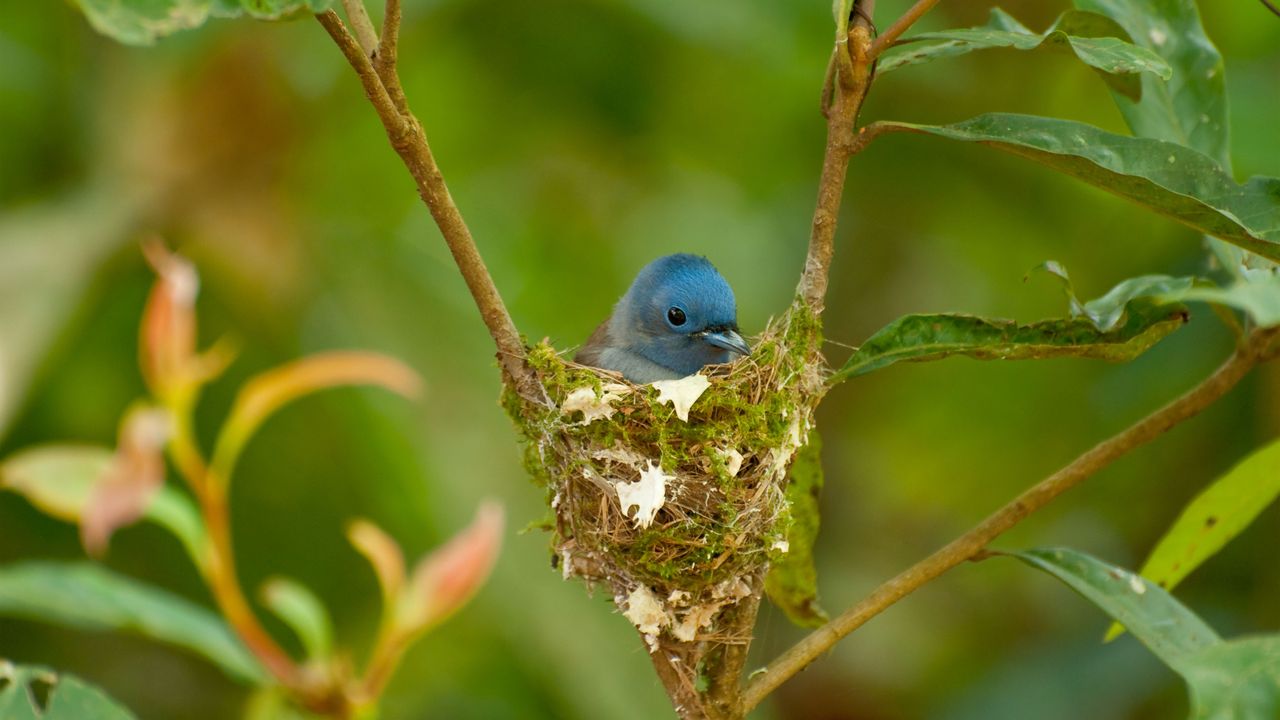 Female black-naped monarch nesting