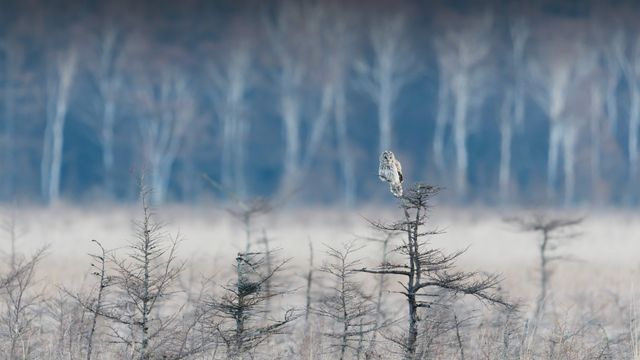 枝の先に止まっているフクロウ