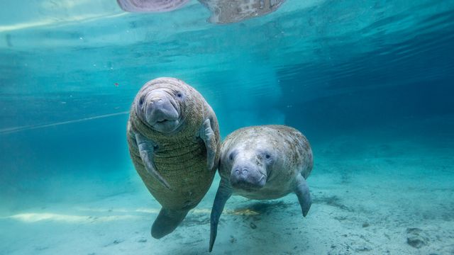 Juvenile manatees in a freshwater spring, Crystal River, Florida