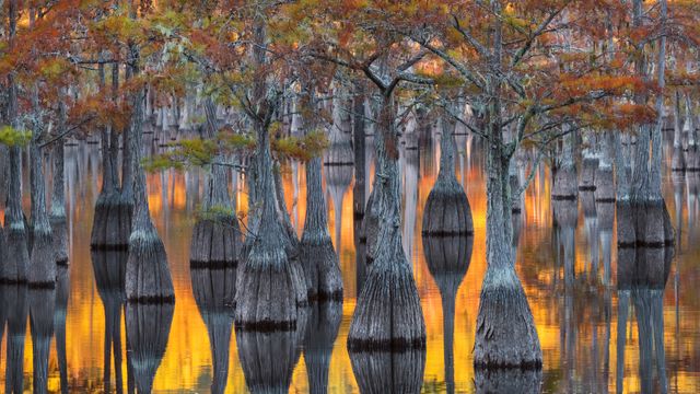 A grove of pond cypress trees with fall foliage, Georgia, USA