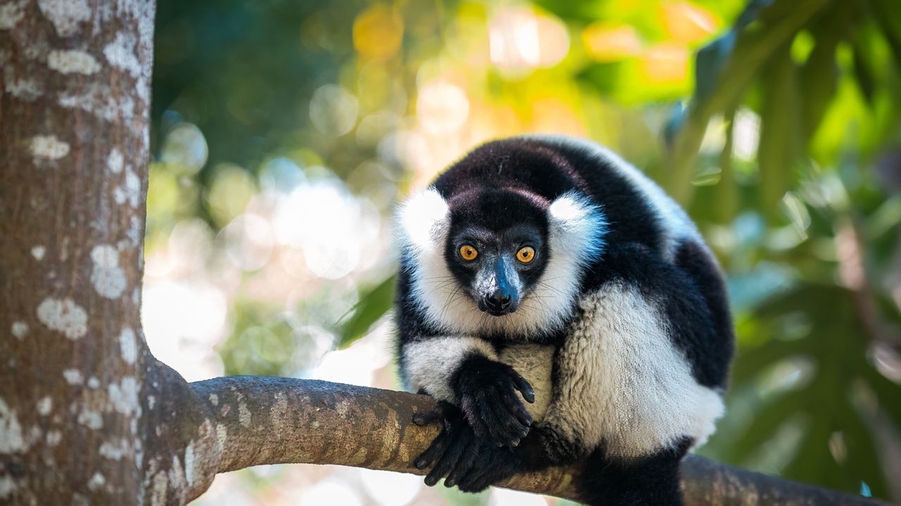 Black and white Ruffed Lemur In Madagascar Bing Gallery Peapix Black and white Ruffed Lemur In Madagascar Bing Gallery Peapix