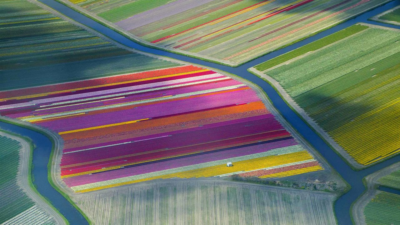 Dutch tulip fields in the Duin- en Bollenstreek region for the Amsterdam Tulip Festival