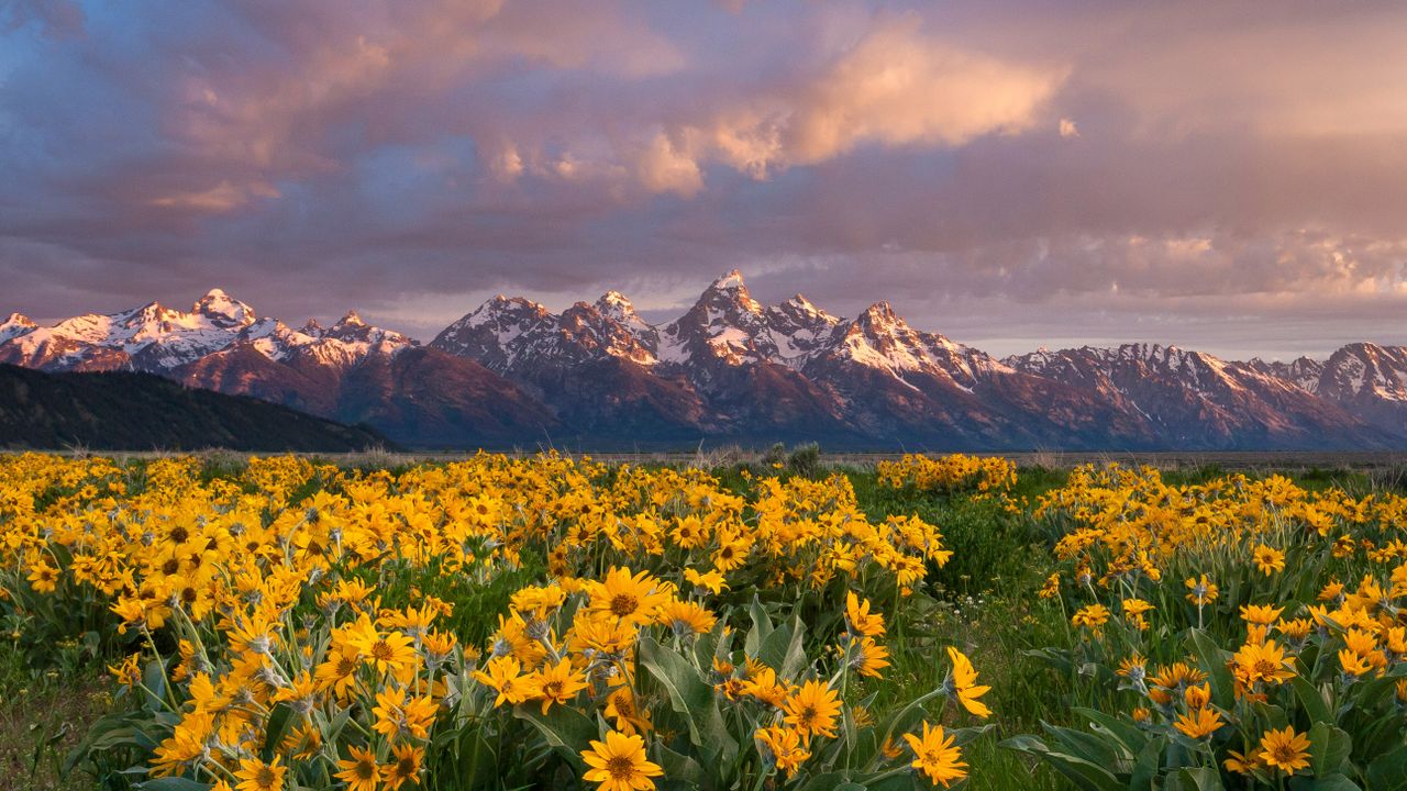 Balsamroot wildflowers bloom below the Teton Mountains in Grand Teton National Park, Wyoming