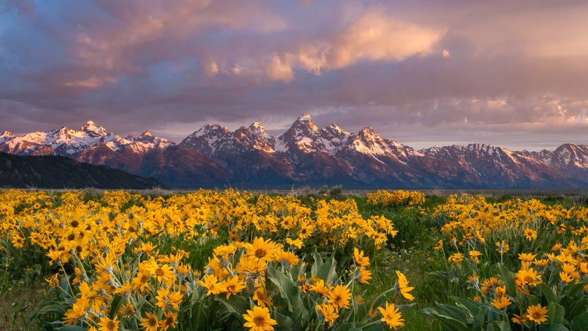 Balsamroot wildflowers bloom below the Teton Mountains in Grand Teton National Park, Wyoming, USA
