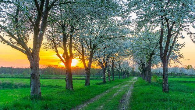 Bäume im Frühling in der Nähe von Berlin, Deutschland