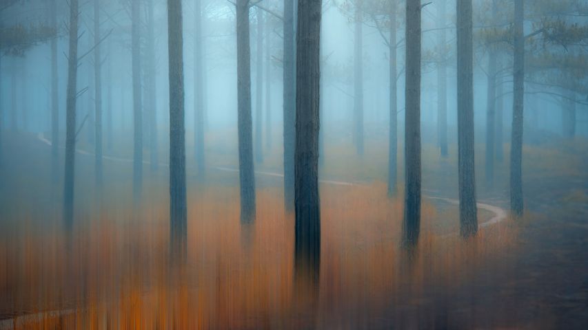 薄雾笼罩的松树林，越南