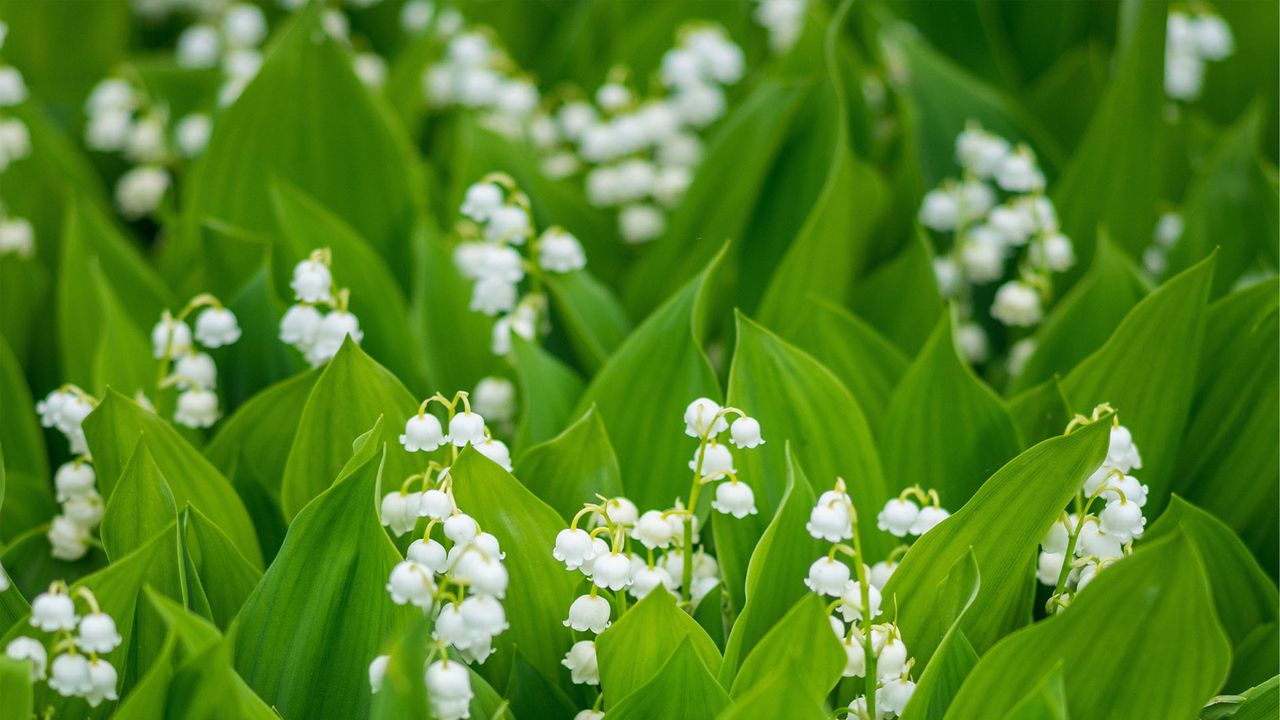 Muguet de mai en fleurs
