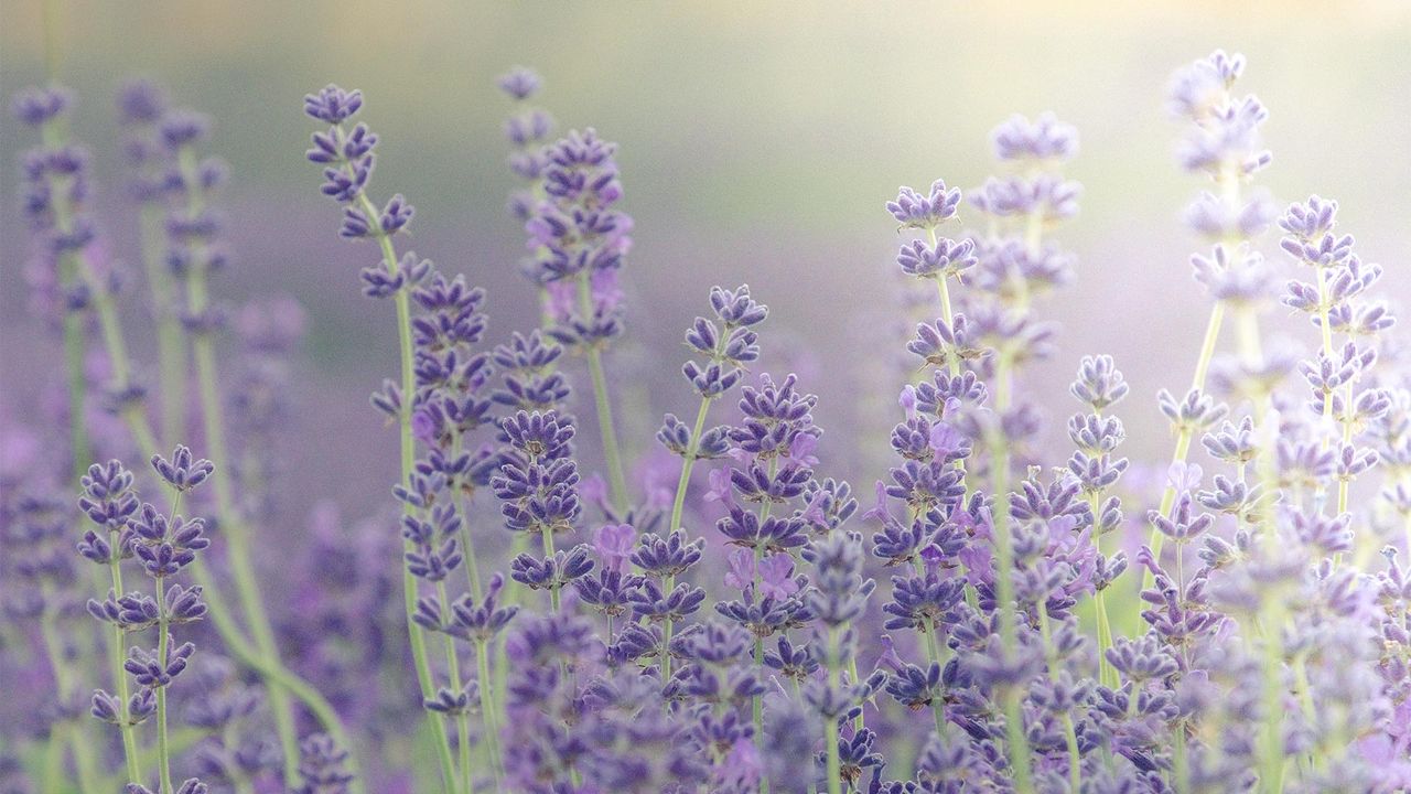 Lavender fields at lavender farm, Islip, Chipping Norton, Oxfordshire
