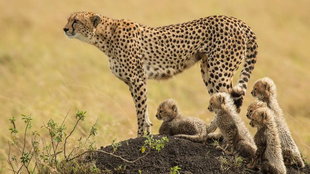 A mother cheetah and her cubs in the Masai Mara National Reserve, Kenya