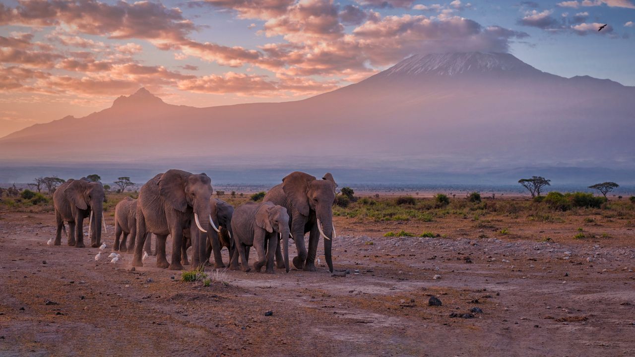 Éléphants près du Kilimandjaro, parc national d’Amboseli, Kenya