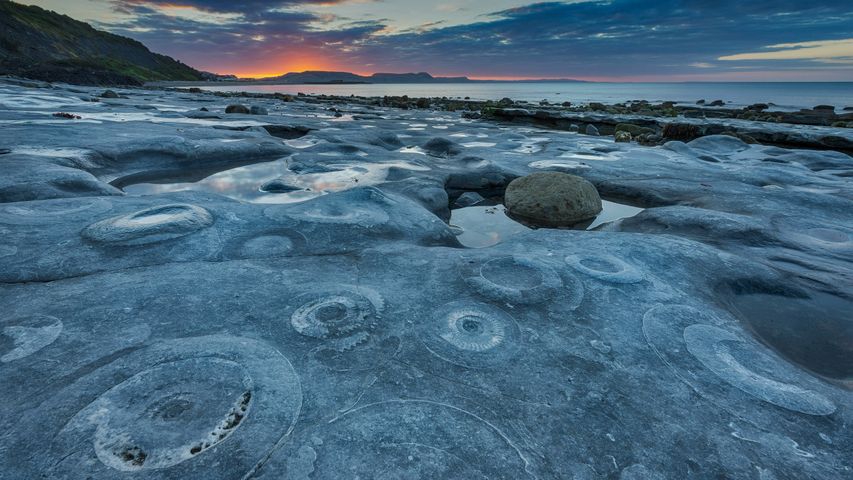 蒙茅斯海滩的菊石路面，英国多塞特侏罗纪海岸世界遗产地