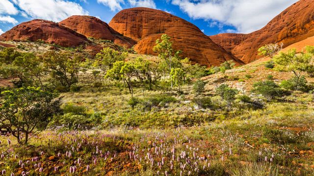 Spring in Uluru-Kata Tjuta National Park, Australia