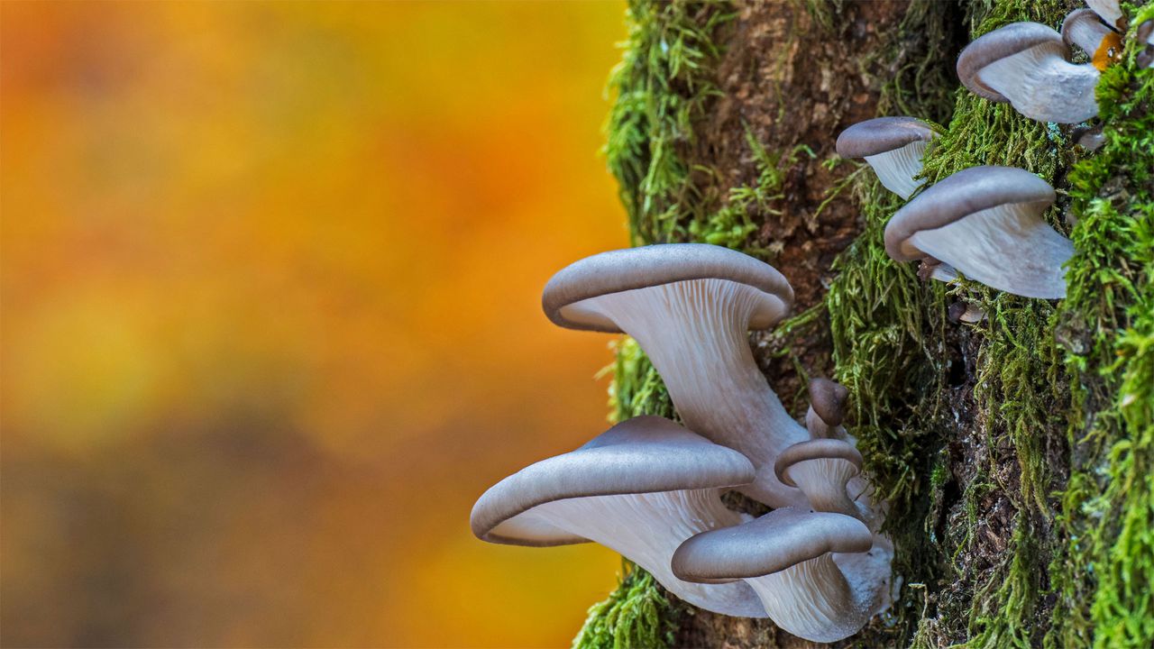 Setas de ostra en los bosques de Bélgica