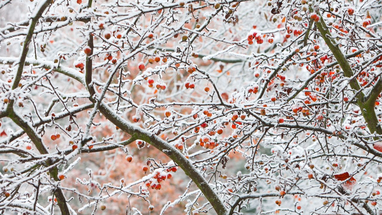 Früchte-im-Frost-und-Eis-versteckt,-Göttingen