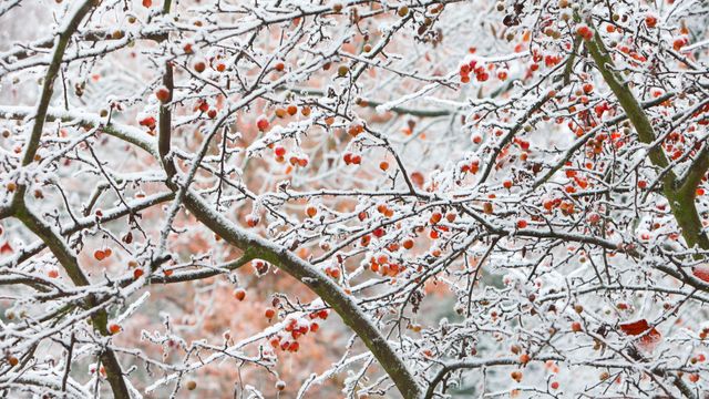 Früchte-im-Frost-und-Eis-versteckt,-Göttingen