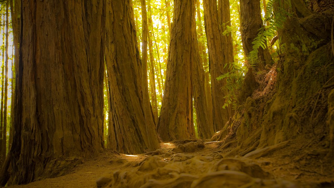 Trees In A Forest, Redwood National Park, California, USA – Photo Printing  Pros, image size:1280x720