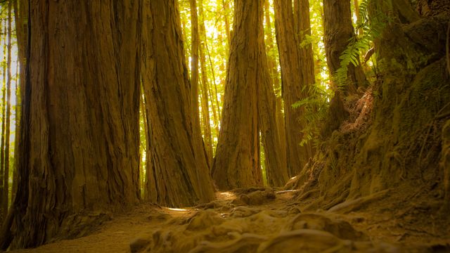 Giant redwood trees in Muir Woods National Monument, California, United States