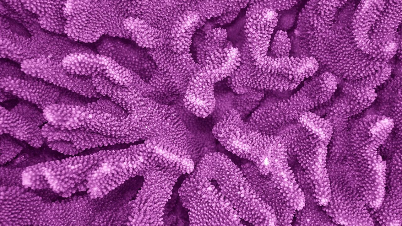 Purple polyps